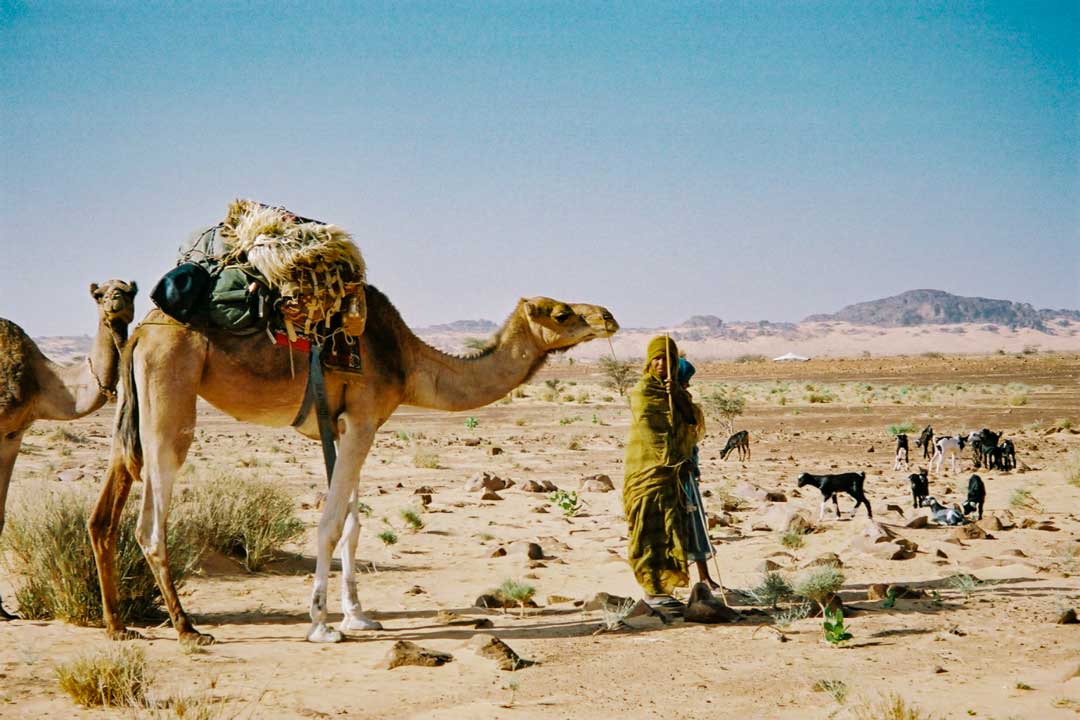 chameaux et biquettes