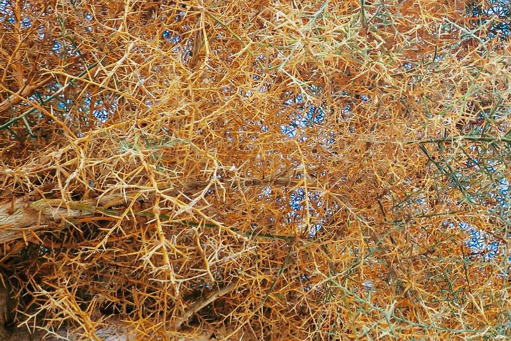 Epines d'acacia'