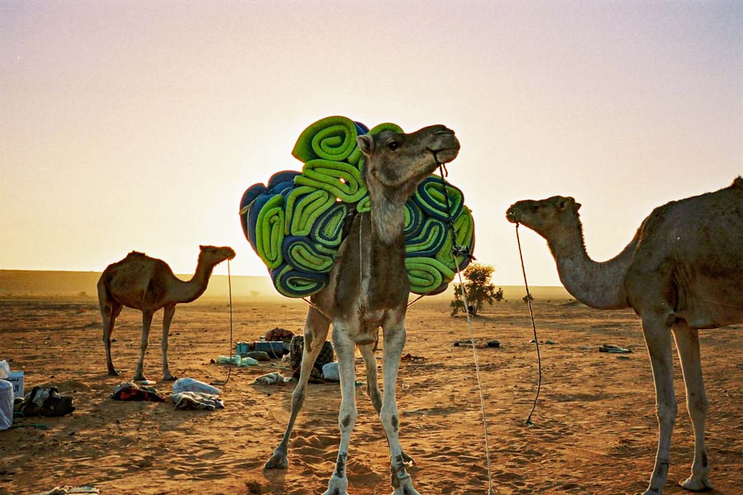 le chameau blatère!