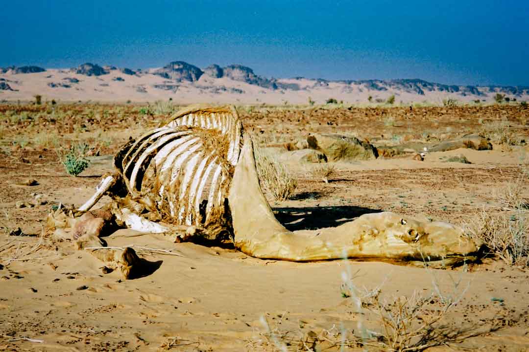 Cadavre de chameau