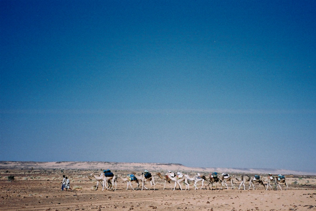 Chameliers et chameaux