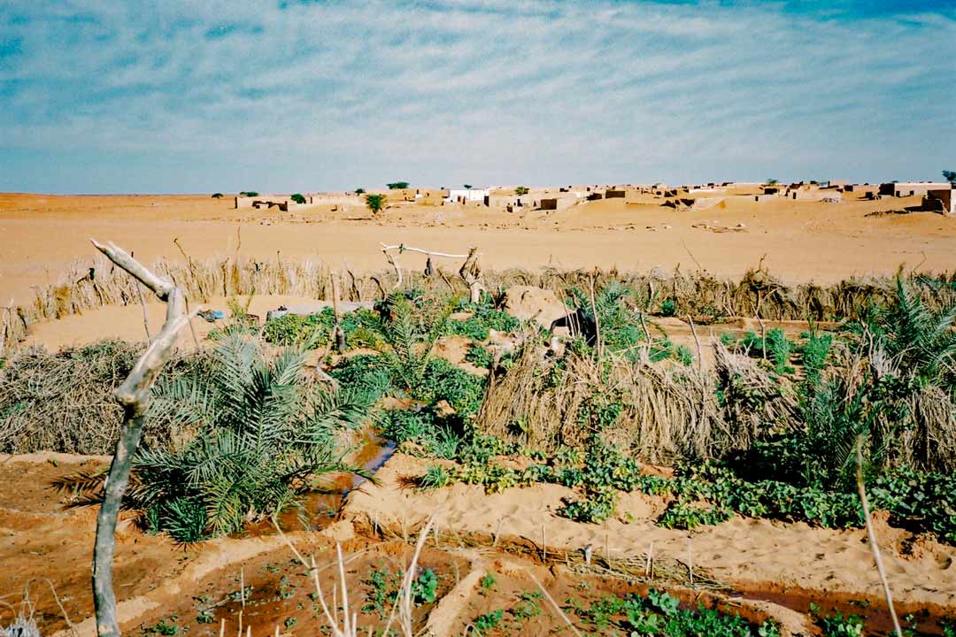 petit potager de Chinguetti