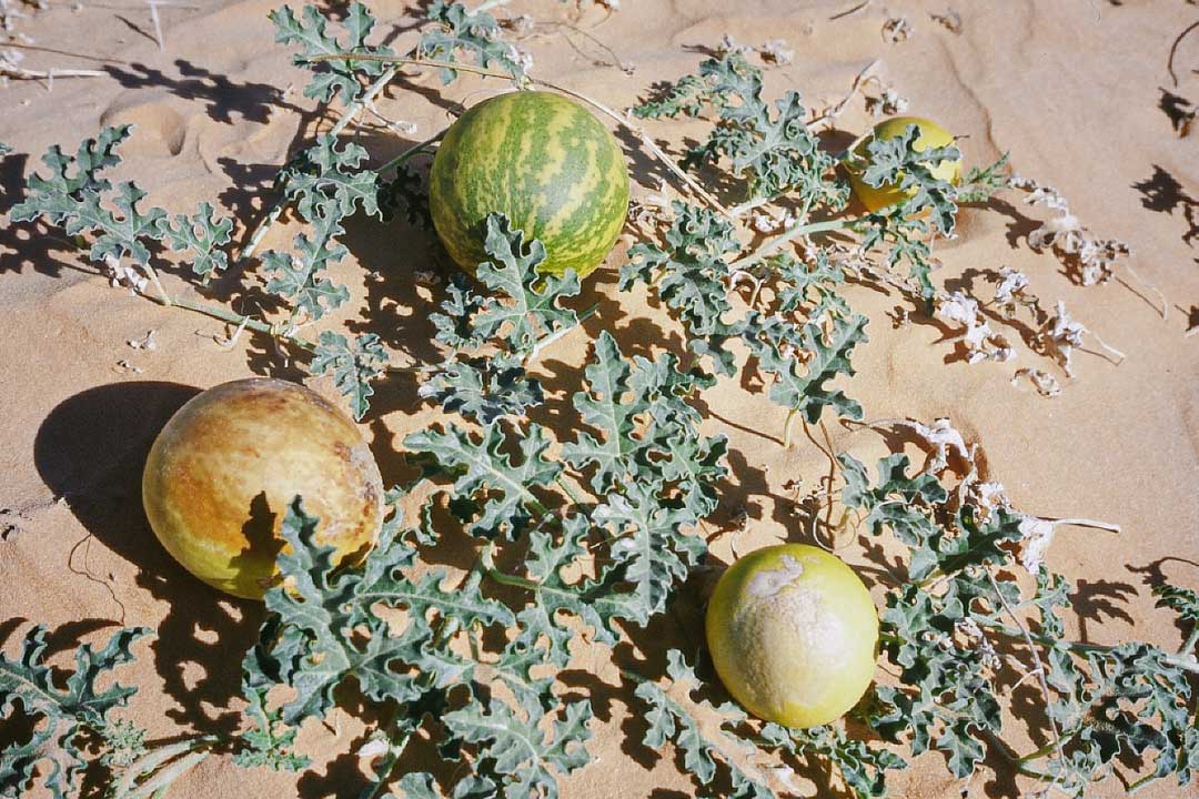 Melons dans le désert.